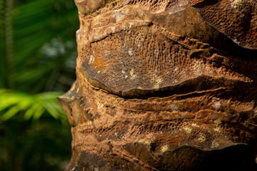 Close-up of coconut palm tree trunk