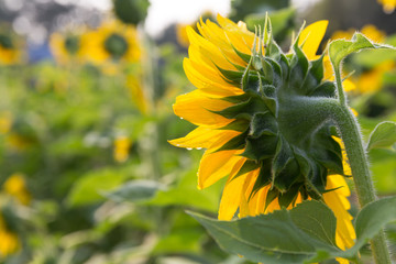  beautiful sunflower blooming in the morning, shot from the side