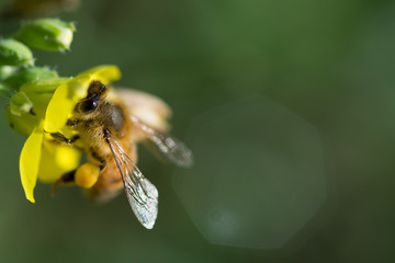 honey bee collects pollen on yellow rocket flower