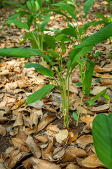 Turmeric plant on cultivation field
