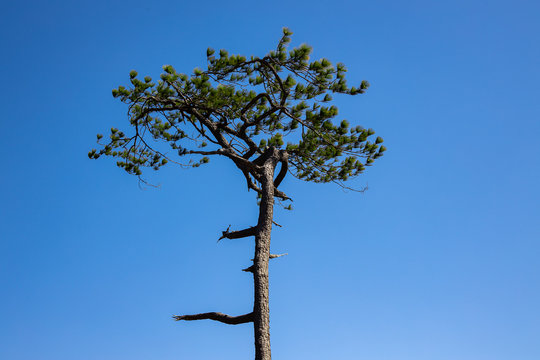Lonely tall merkus pine tree with clear blue sky.