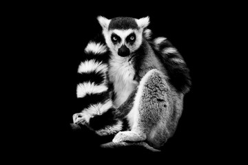 Lemur with a black background - obrazy, fototapety, plakaty