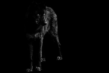Black wolf with a black background © AB Photography