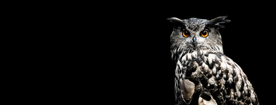 Eurasian eagle owl with a black background