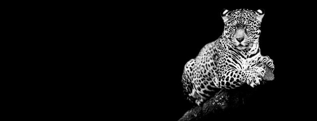 Jaguar mit schwarzem Hintergrund © AB Photography