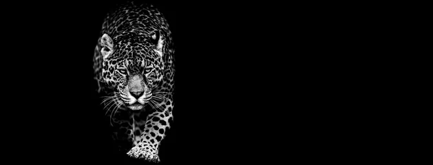 Crédence de cuisine en verre imprimé Léopard Jaguar avec un fond noir