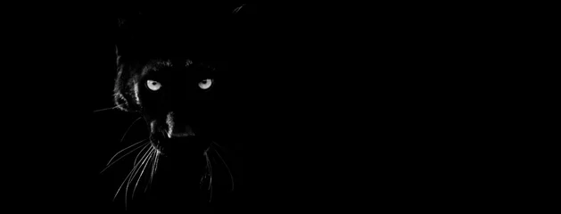 Foto auf Acrylglas Schwarz Schwarzer Panther mit schwarzem Hintergrund