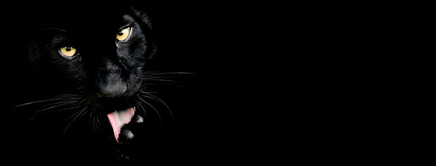 Black panther with a black background © AB Photography