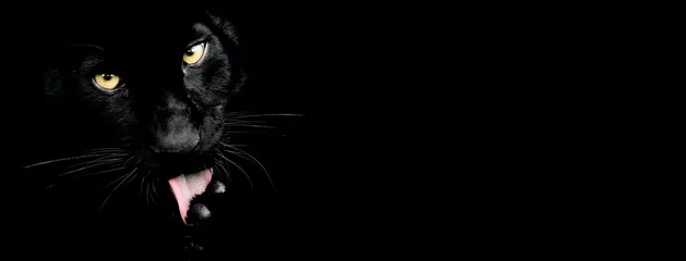 Foto auf Leinwand Schwarzer Panther mit schwarzem Hintergrund © AB Photography