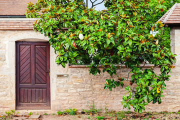 Beautiful door in antique old brick rustic house, green ivy covered exterior wall of historic building, typical in village