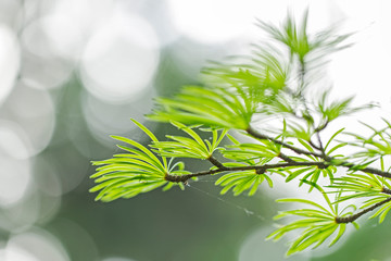 Closeup of golden larch (Pseudolarix amabilis ) leaves. Pseudolarix amabilis or golden larch green branches background. 