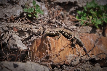 Italian Wall Lizard (Podarcis sicula) stunning itself on a brick wall