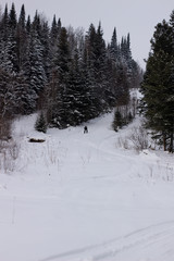 Woman cross country skier in forest on a sunny day