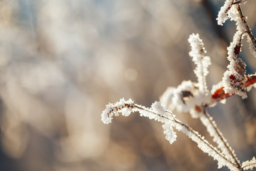 Winter landscape with frosty trees and bushes white snowy sunny winter day.