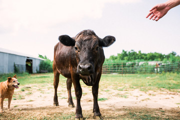 cow with dog and hand