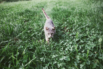 Gray cat in a field of clover