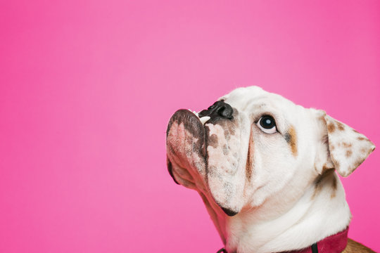 English Bulldog With Pink Background