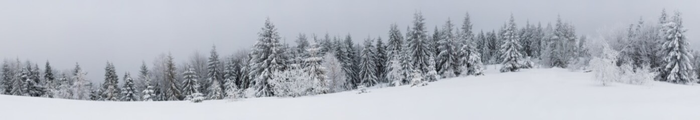 Fabulous snow-covered panorama of spruce trees © YouraPechkin