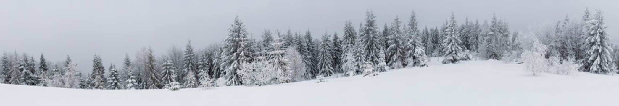 Fabulous snow-covered panorama of spruce trees