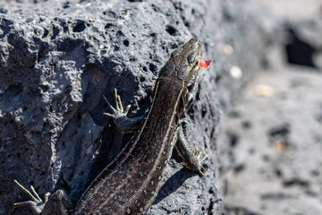 Female la Palma wall lizards (Gallotia galloti palmae) on volcanic rock