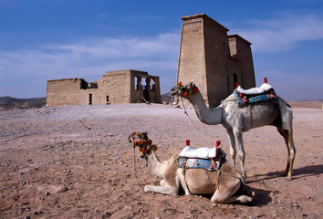 Kamele vor Toth-Tempel in Dakka, Nubien, Ägypten