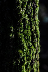 Moss on the tree