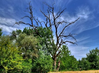 Arbre mort et végétation.
