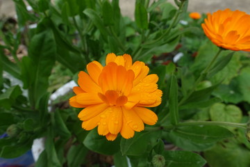 yellow flower in the garden