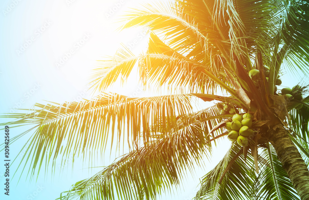 Wall mural coconut palm tree for summer background