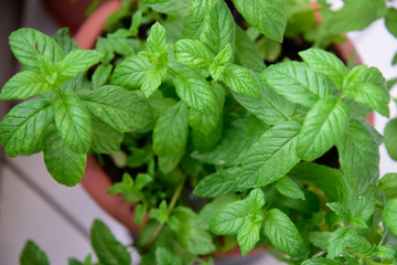 Euro Banknotes on the Table, European Currency