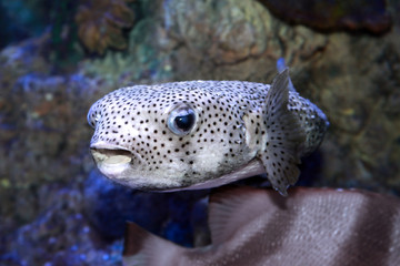 Pufferfish (Tetraodontidae) or balloonfish © Tatiana Belova