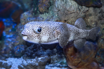 Pufferfish (Tetraodontidae) in sea water