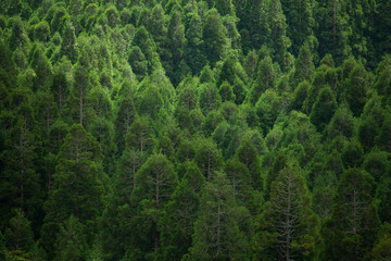 Forest pattern on Faial island, Azores