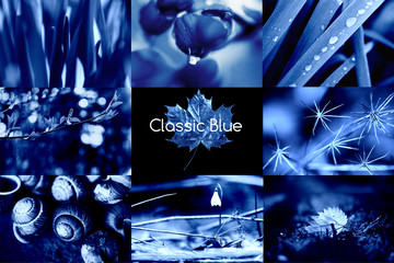 Classic Blue. Color of the Year 2020. A collage of natural macro photos