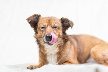 Portrait of a domestic dog in the studio on a light background.