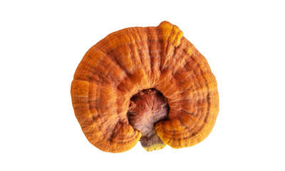Ganoderma lucidum on a white background.