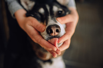 close up of a dog licking owner hands indoors