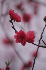Sakura flower