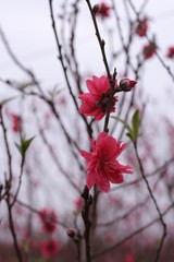 Sakura flower