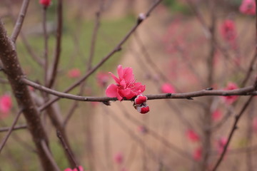 Sakura flower