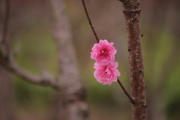 Sakura flower