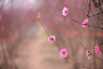 Sakura flower