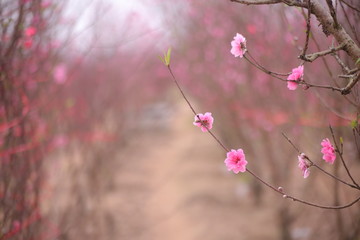 Sakura flower