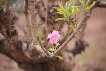 Sakura flower