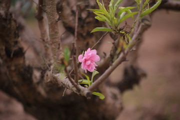 Sakura flower