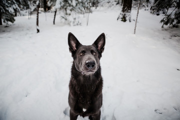 Portrait of Black German Shepherd In Snowy New England Scene