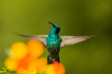 Green violetear - Kolibri (Trochilidae)