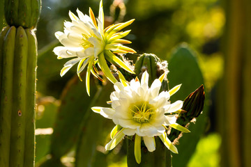 Echinopsis Pachanoi Cactus (San Pedro)