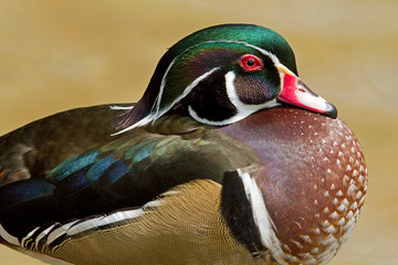 Male wood duck (Aix sponsa) portrait
