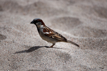 view of a little sparrow